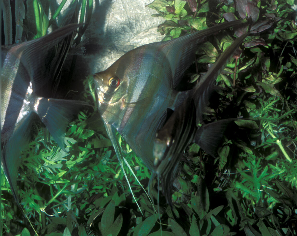 Pterophyllum altum